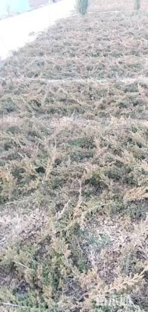 高度30厘米铺地柏