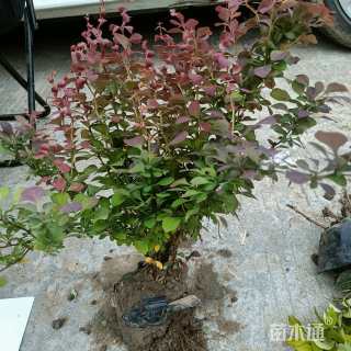 高度30厘米紫叶小檗