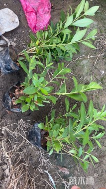 高度20厘米毛鹃