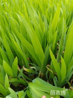 高度20厘米紫鸢尾