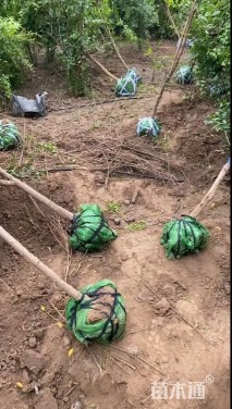 高度200厘米花石榴