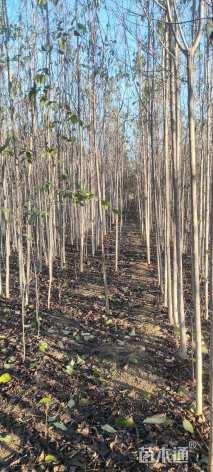 高度300厘米杜仲小苗