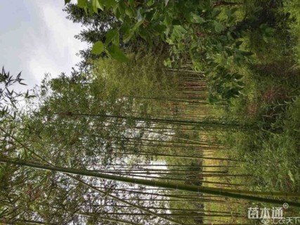 地栽苗雷竹