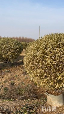 冠幅150厘米银姬小蜡球