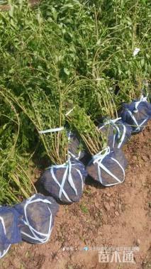 高度1.2厘米连翘