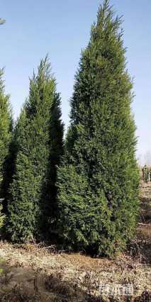 高度2.5厘米蜀桧