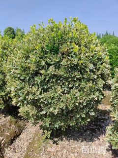 高度40厘米金边万年青