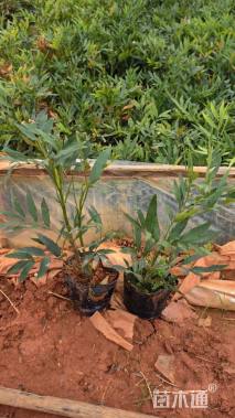 高度30厘米十大功劳