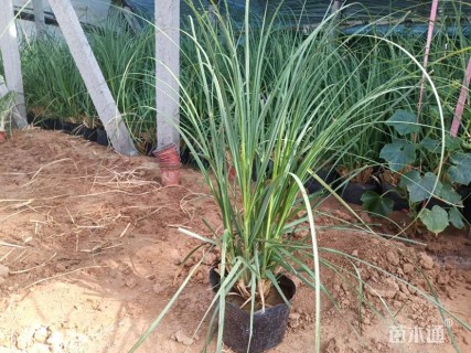 高度40厘米紫穗狼尾草