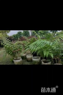 高度100厘米乌毛蕨