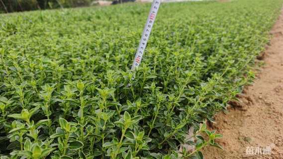 高度20厘米六月雪