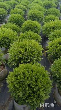 高度60厘米雀舌黄杨
