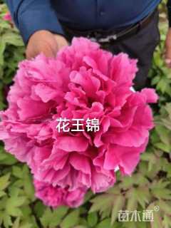 高度60厘米牡丹