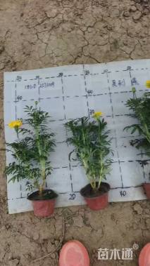 高度30厘米万寿菊