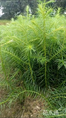 0.4公分杉树小苗，裸根苗，20-40高度