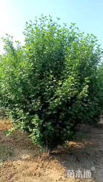 高度260厘米丛生木槿