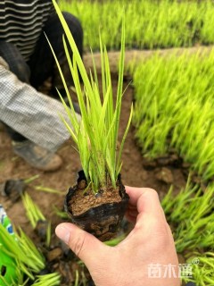 高度16厘米黄菖蒲