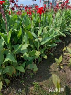 高度80厘米红花美人蕉