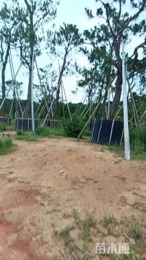 高度1000厘米马尾松