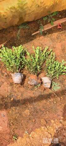 高度25厘米满天星