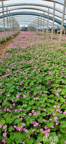 高度20厘米红花酢浆草