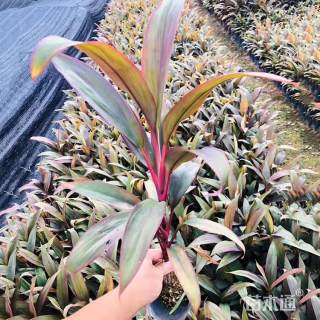 高度20厘米亮叶朱蕉