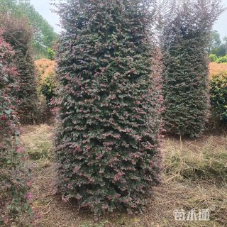 高度120厘米红花继木柱