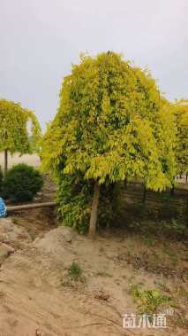 10公分金叶垂榆