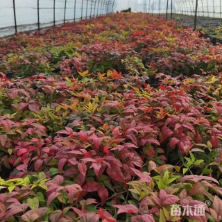 高度50厘米火焰南天竹