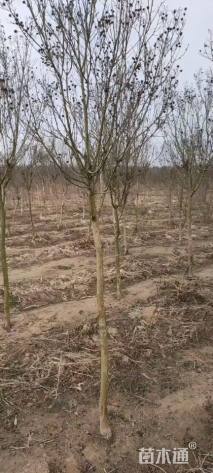 高度220厘米美国紫薇