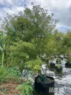 高度200厘米羽毛枫