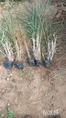 高度25厘米大布尼狼尾草