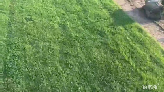 草卷状马尼拉草