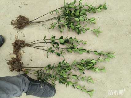 高度50厘米大叶黄杨