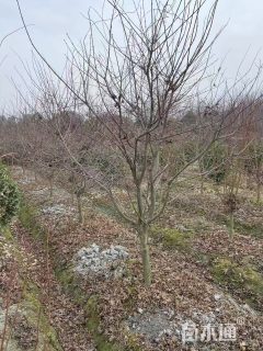 12公分日本红枫