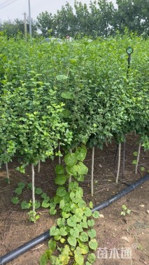 高度120厘米木槿