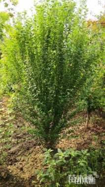 高度200厘米木槿