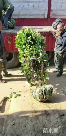 冠幅150厘米红叶石楠球