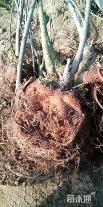 高度25厘米虎头茉莉