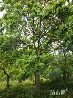 18公分红果冬青