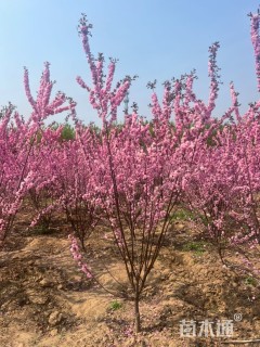 高度300厘米丛生榆叶梅