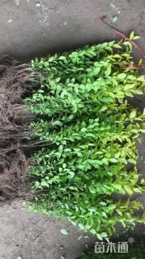 高度40厘米金叶女贞小苗