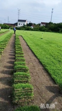 高度3厘米虎皮草