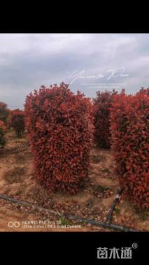 高度200厘米红叶石楠柱