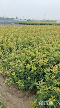 高度40厘米红叶石楠小苗