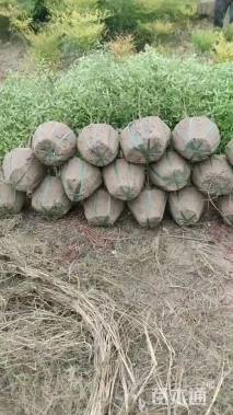 高度80厘米南天竹