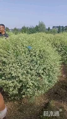 冠幅150厘米银姬小蜡球