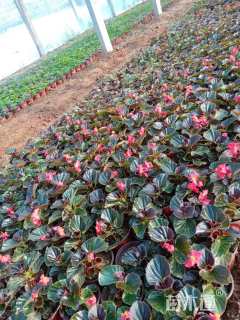 高度10厘米四季海棠