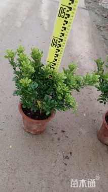 高度30厘米米兰