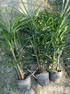 裸干高40厘米棕竹